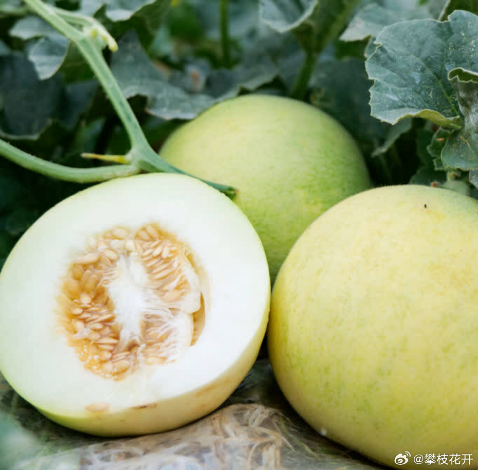 最新甜瓜的甜蜜日常探索